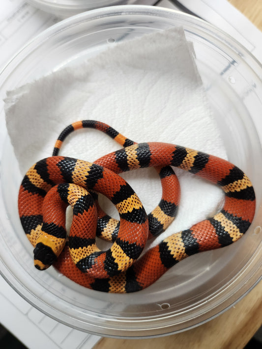 Snake - SOLD - Honduran Milksnake - Tangerine - Unsexed