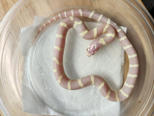 Snake - California Kingsnake Albino - Unsexed