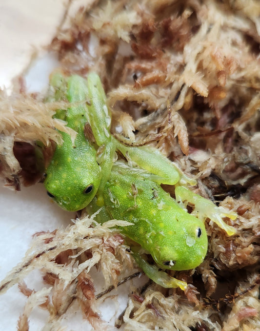 Amphibian - Glass Frog - Hyalinobatrachium fleischmanni