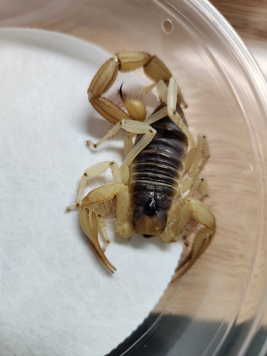Invertebrates - Desert Hairy Scorpion - Hadrurus arizonensis