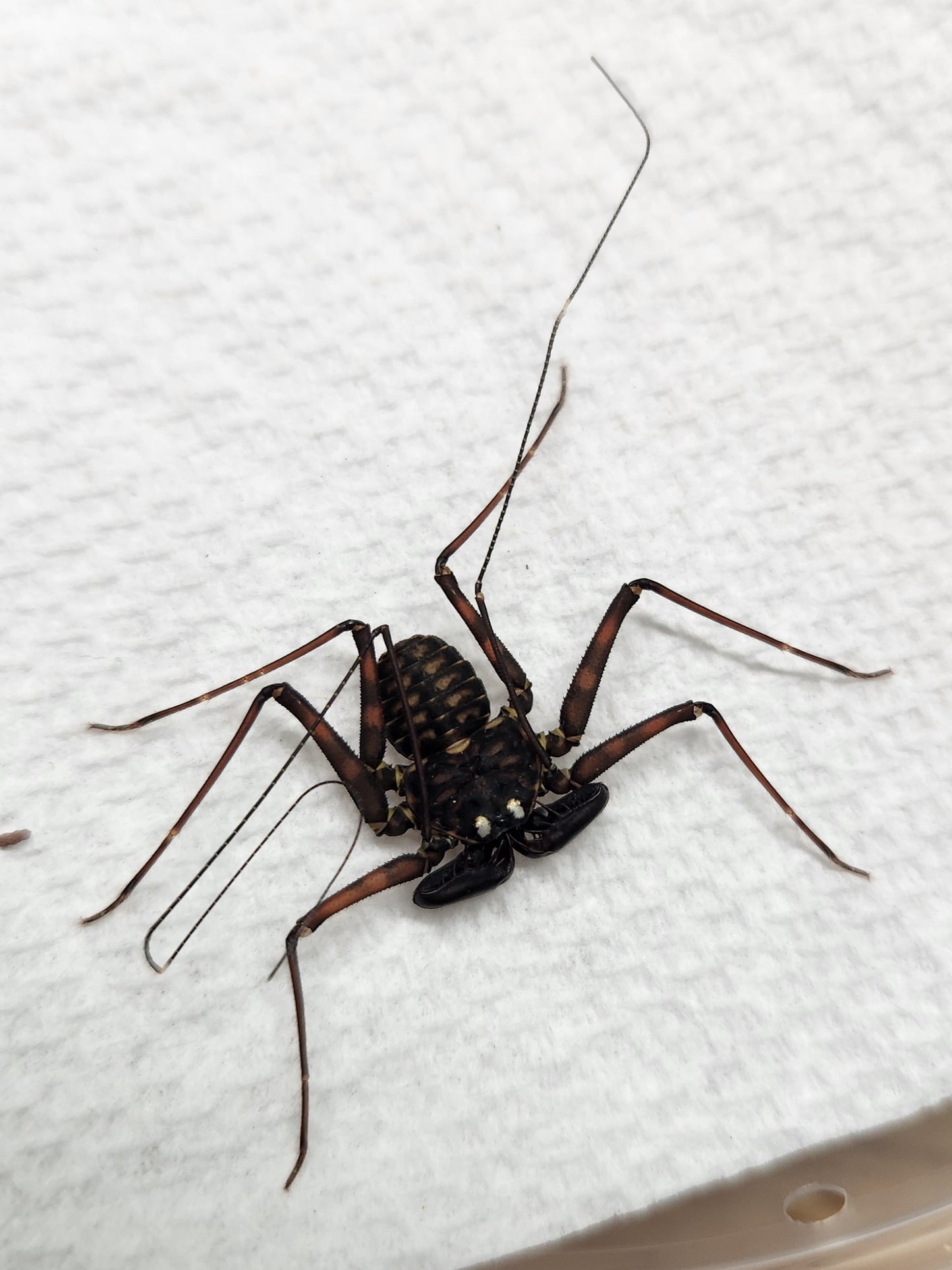 Invertebrate - Central American Giant Whip Scorpion - Phrynus whitei