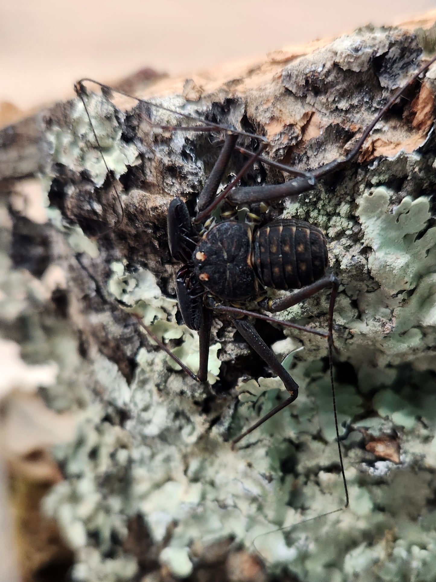 Invertebrate - Central American Giant Whip Scorpion - Phrynus whitei