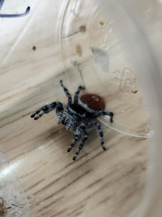 Invertebrate - Tyrell's Tufted Jumping Spider - Phidippus tyrelli - Unsexed