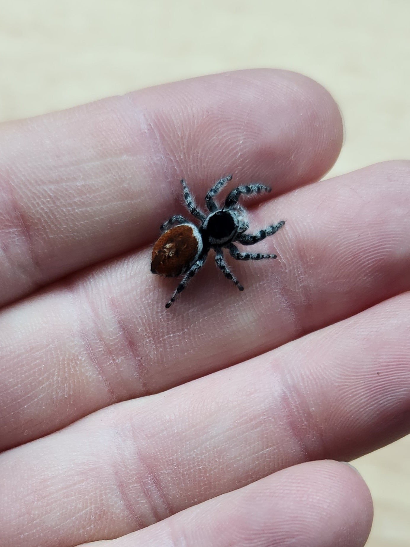 Invertebrate - Tyrell's Tufted Jumping Spider - Phidippus tyrelli - Unsexed