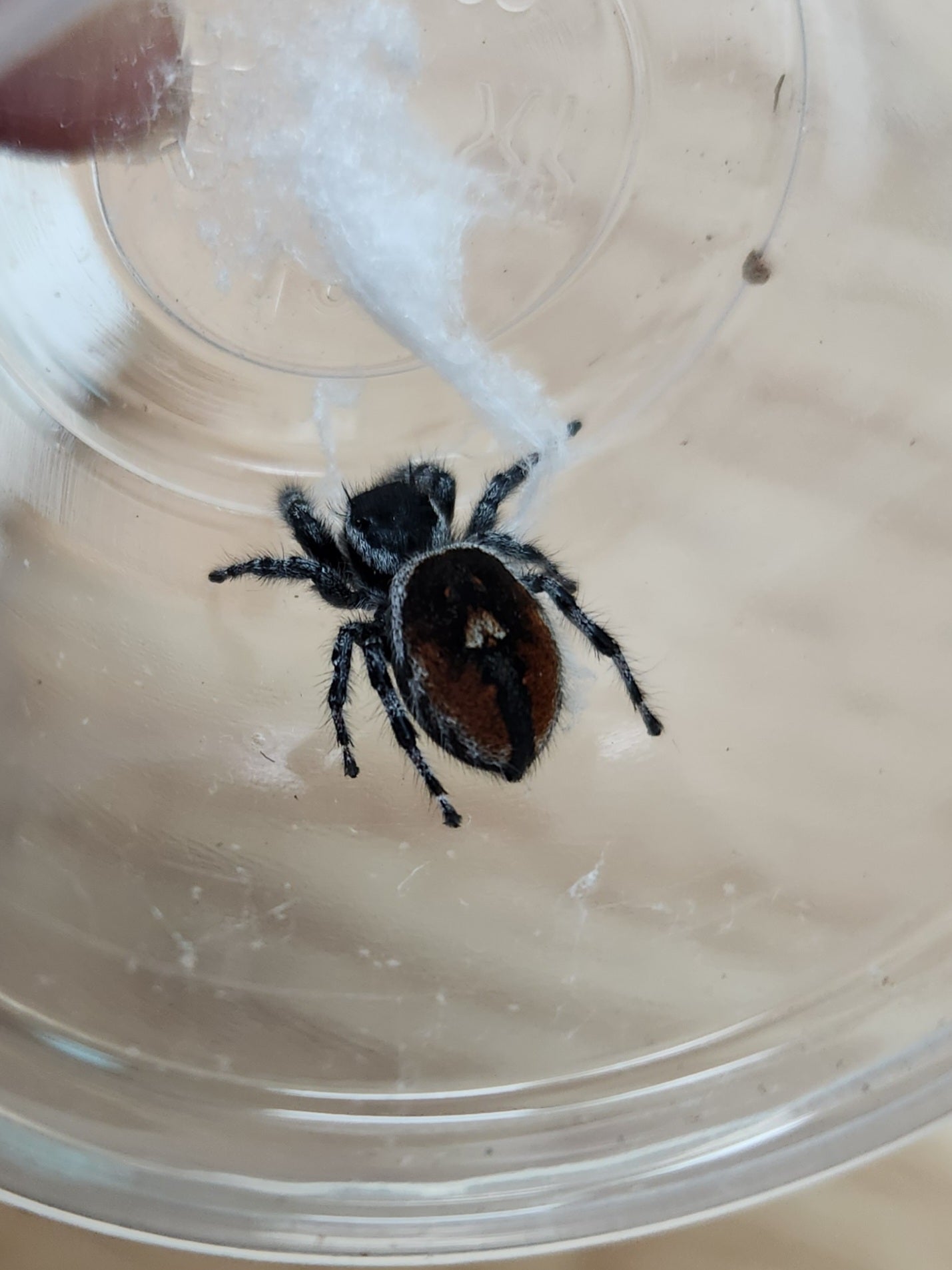 Invertebrate - Tyrell's Tufted Jumping Spider - Phidippus tyrelli - Unsexed