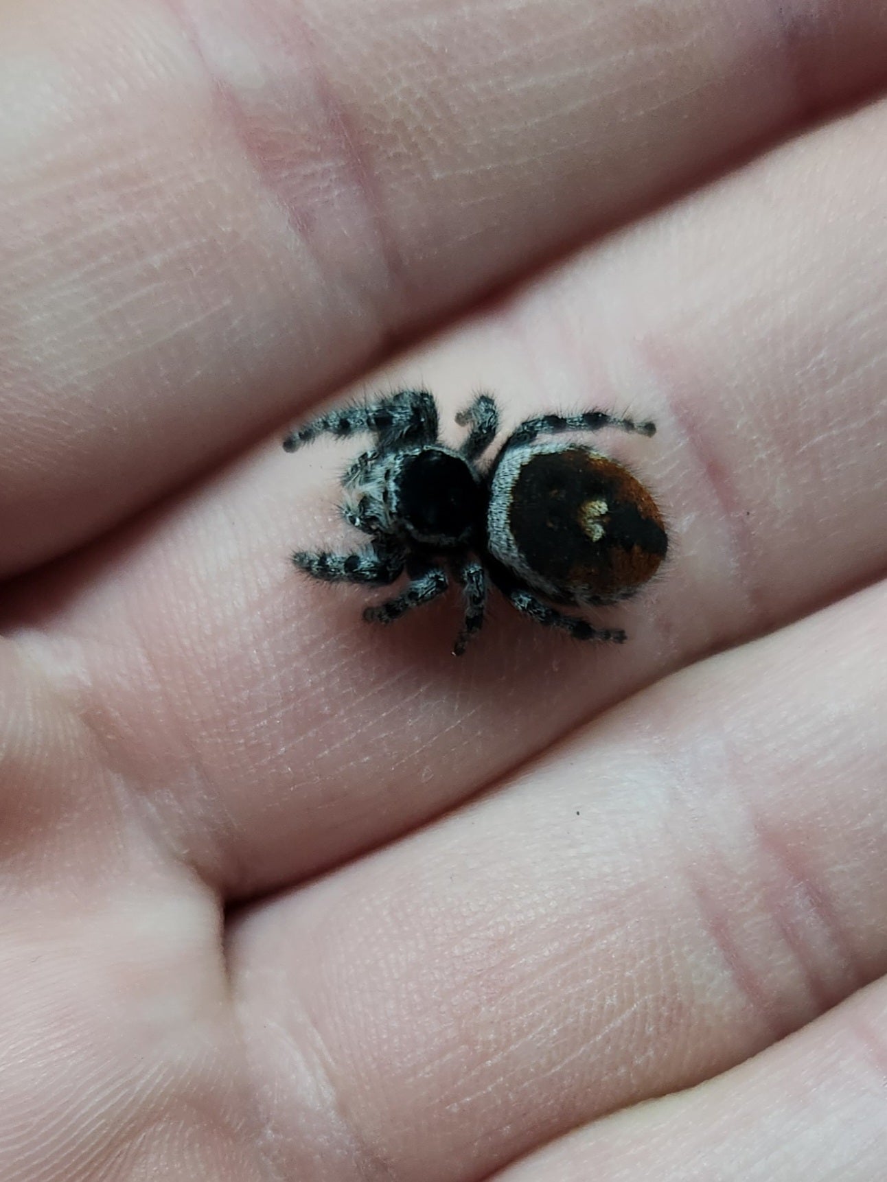 Invertebrate - Tyrell's Tufted Jumping Spider - Phidippus tyrelli - Unsexed