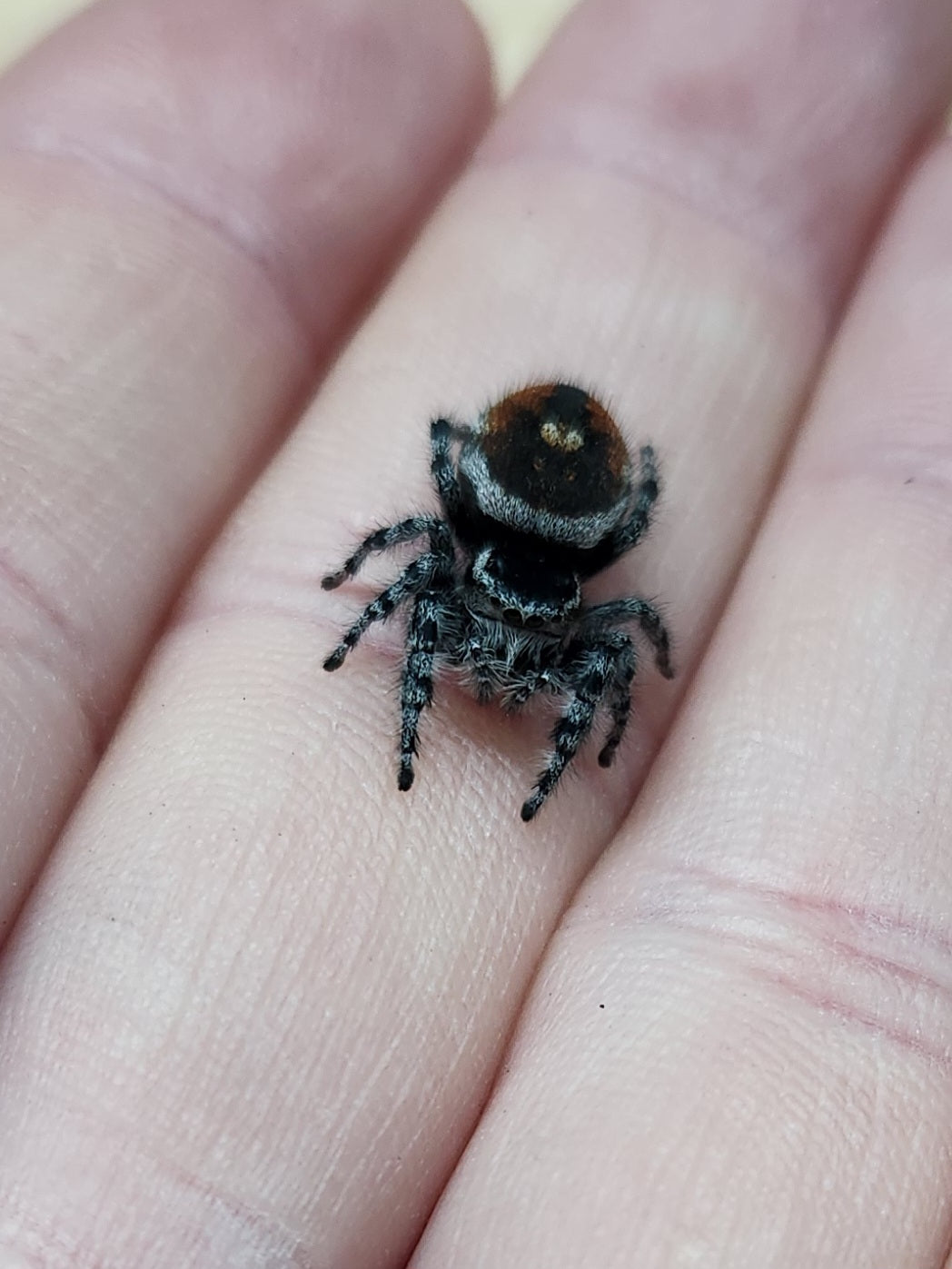 Invertebrate - Tyrell's Tufted Jumping Spider - Phidippus tyrelli - Unsexed