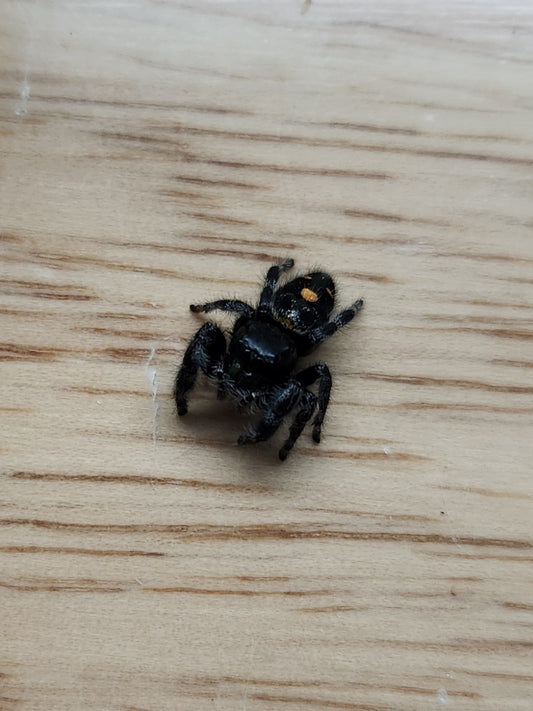 Invertebrate - Bold Jumping Spider - Phiddipus audax - Orange Phase - Unsexed