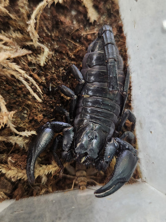 Invertebrate - Laotian Black Forest Scorpion - Heterometrus laoticus - Unsexed