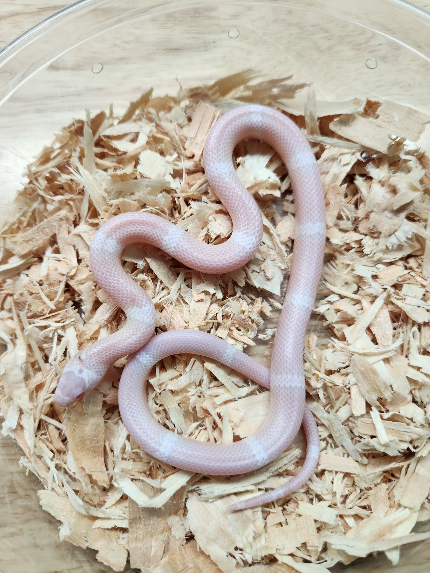 Snake - Honduran Milksnake - Snow - Unsexed