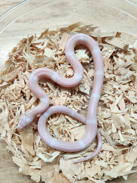 Snake - Honduran Milksnake - Snow - Unsexed