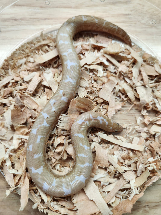 Snake - Kenyan Sand Boa - Snow - Unsexed