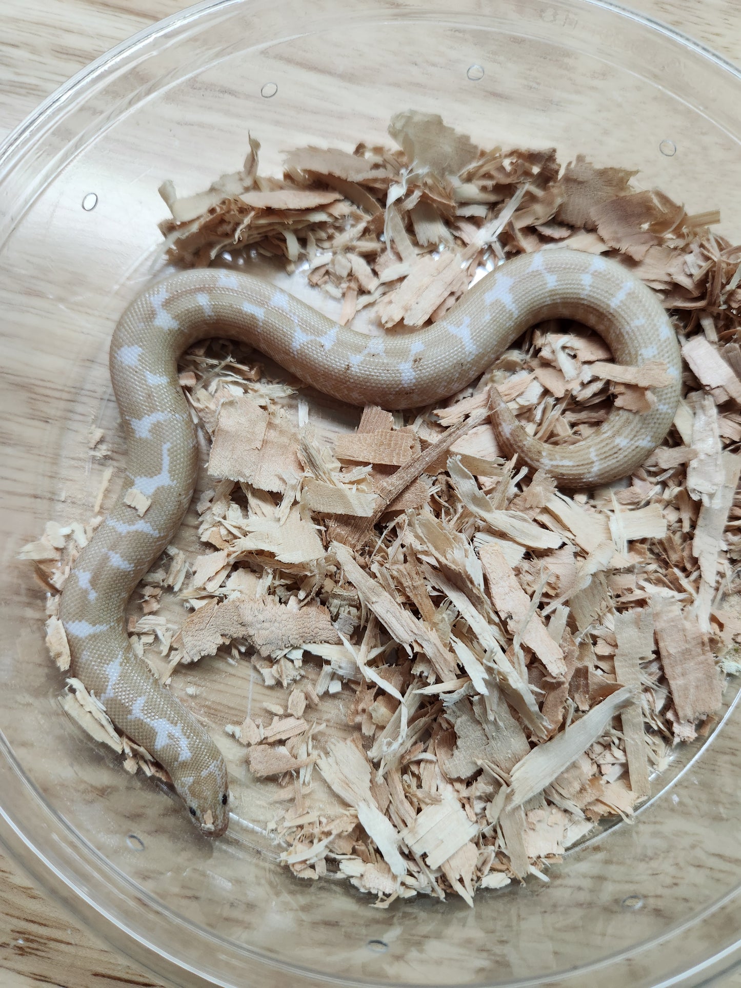 Snake - Kenyan Sand Boa - Snow - Unsexed