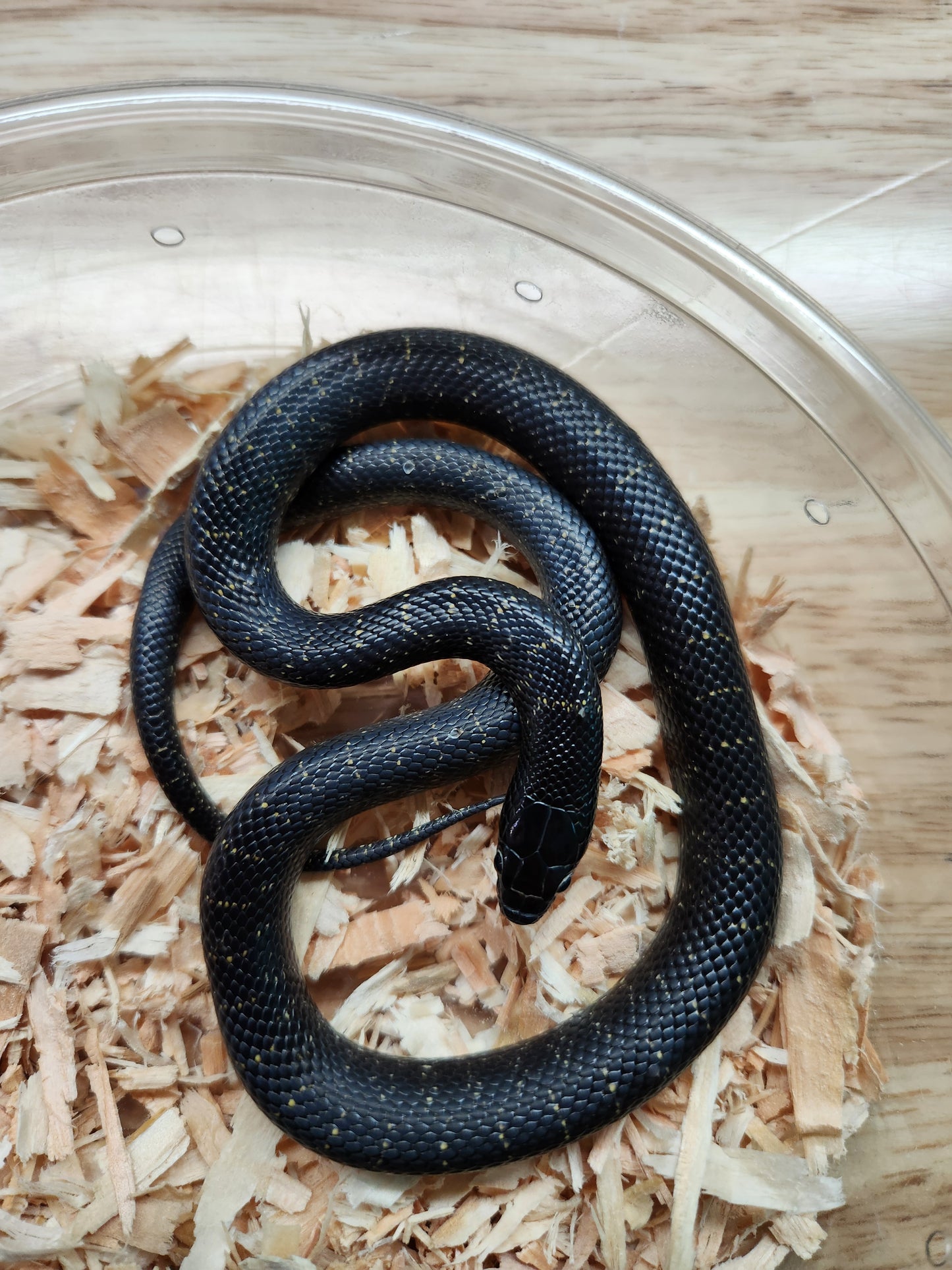 Snake - Mexican Black Kingsnake - Patterned - Unsexed