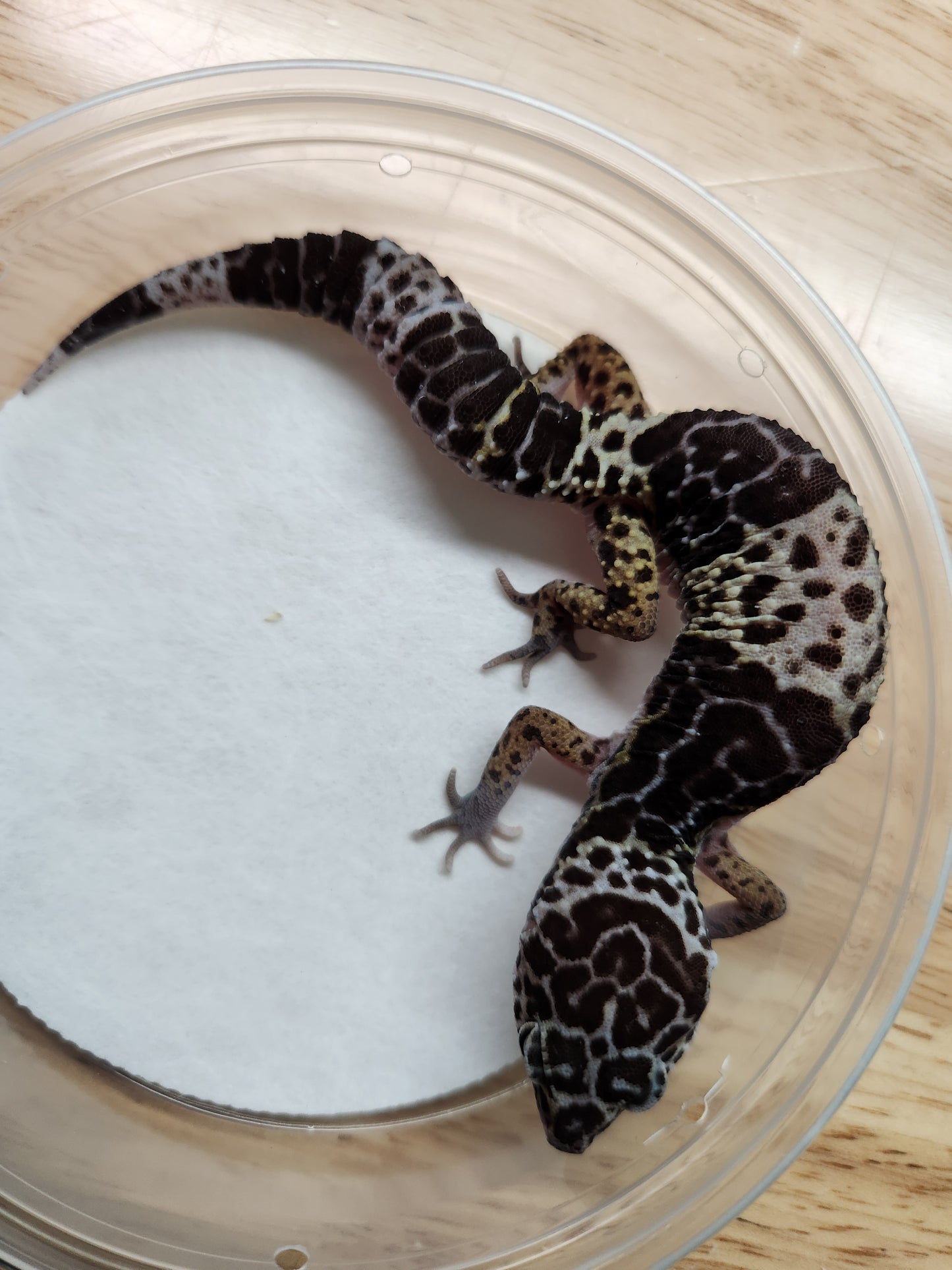 Other Geckos - West Indian Leopard Gecko - Female A