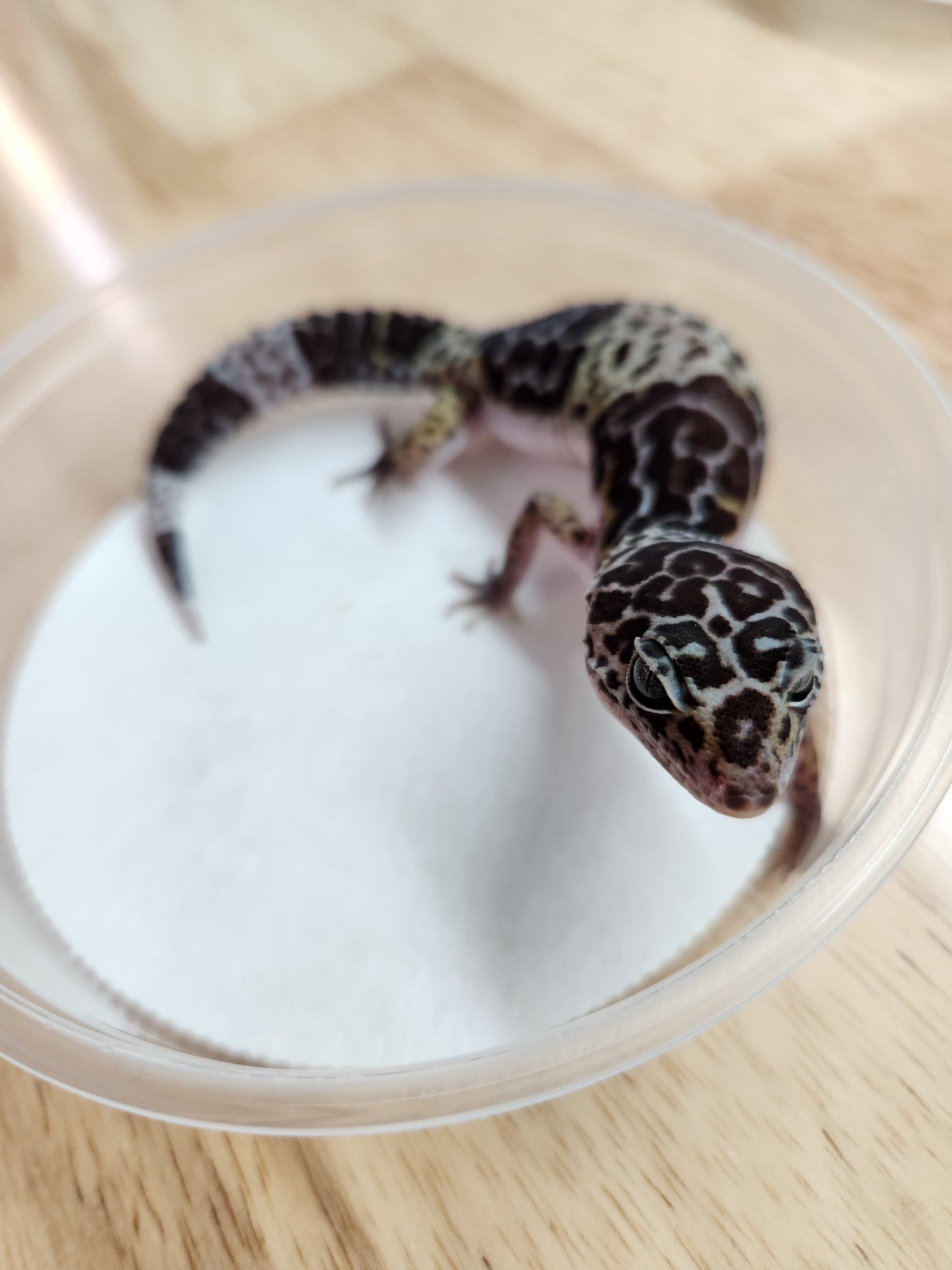 Other Geckos - West Indian Leopard Gecko - Female A