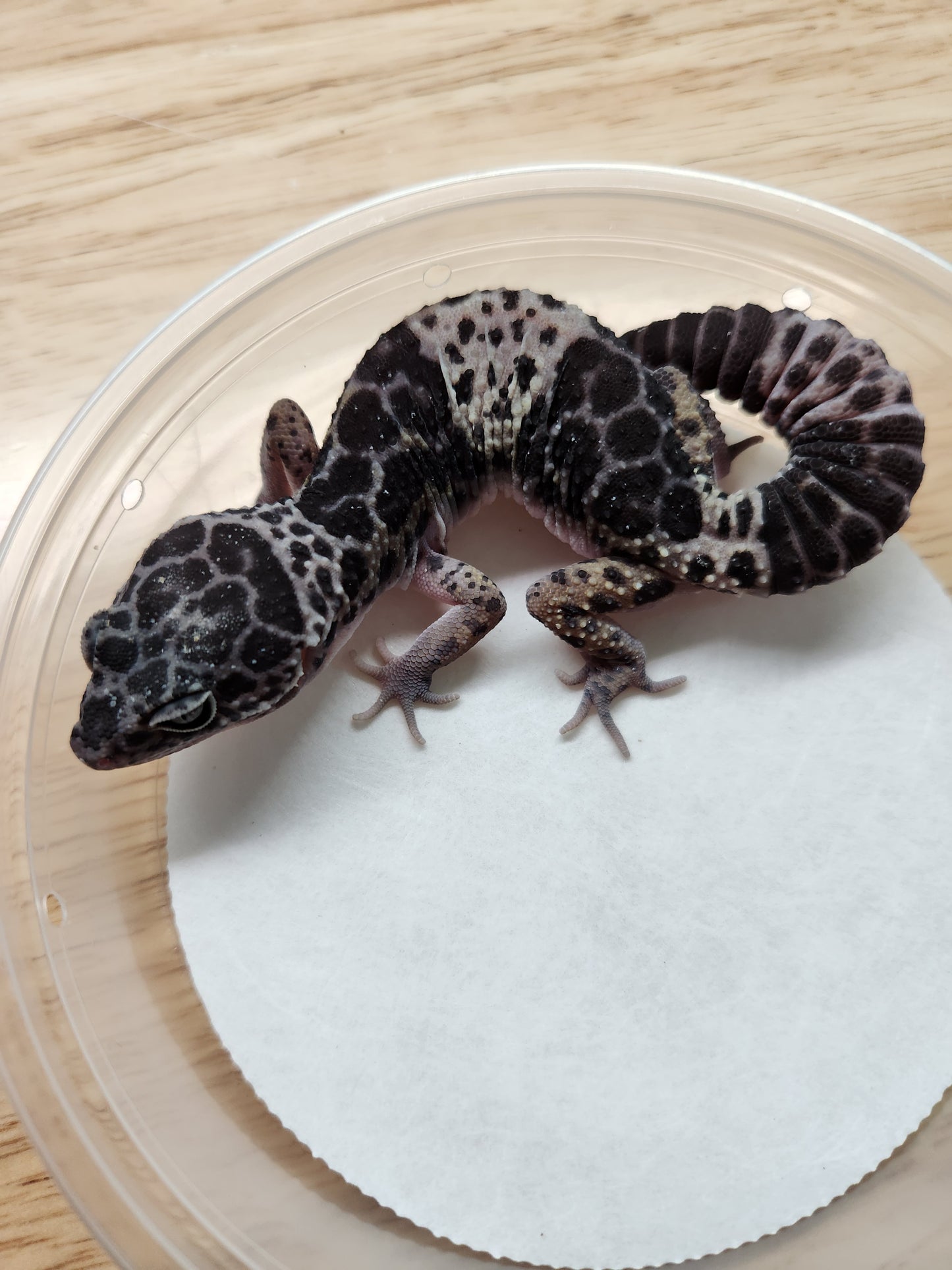 Other Geckos - West Indian Leopard Gecko - Female B