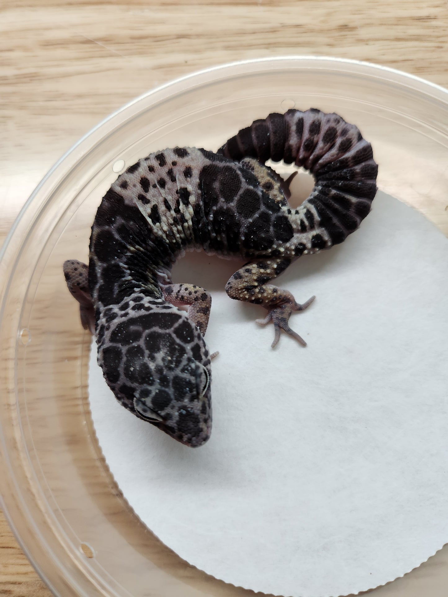 Other Geckos - West Indian Leopard Gecko - Female B