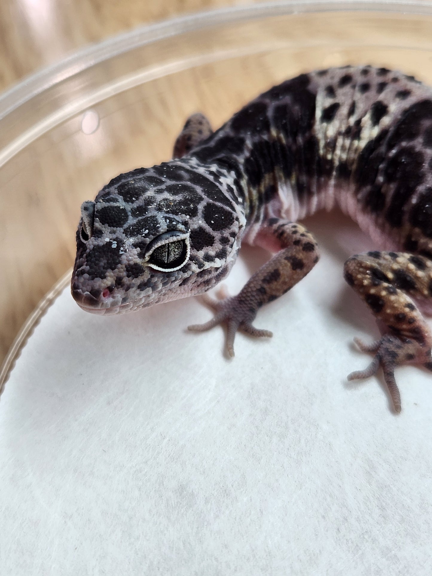 Other Geckos - West Indian Leopard Gecko - Female B