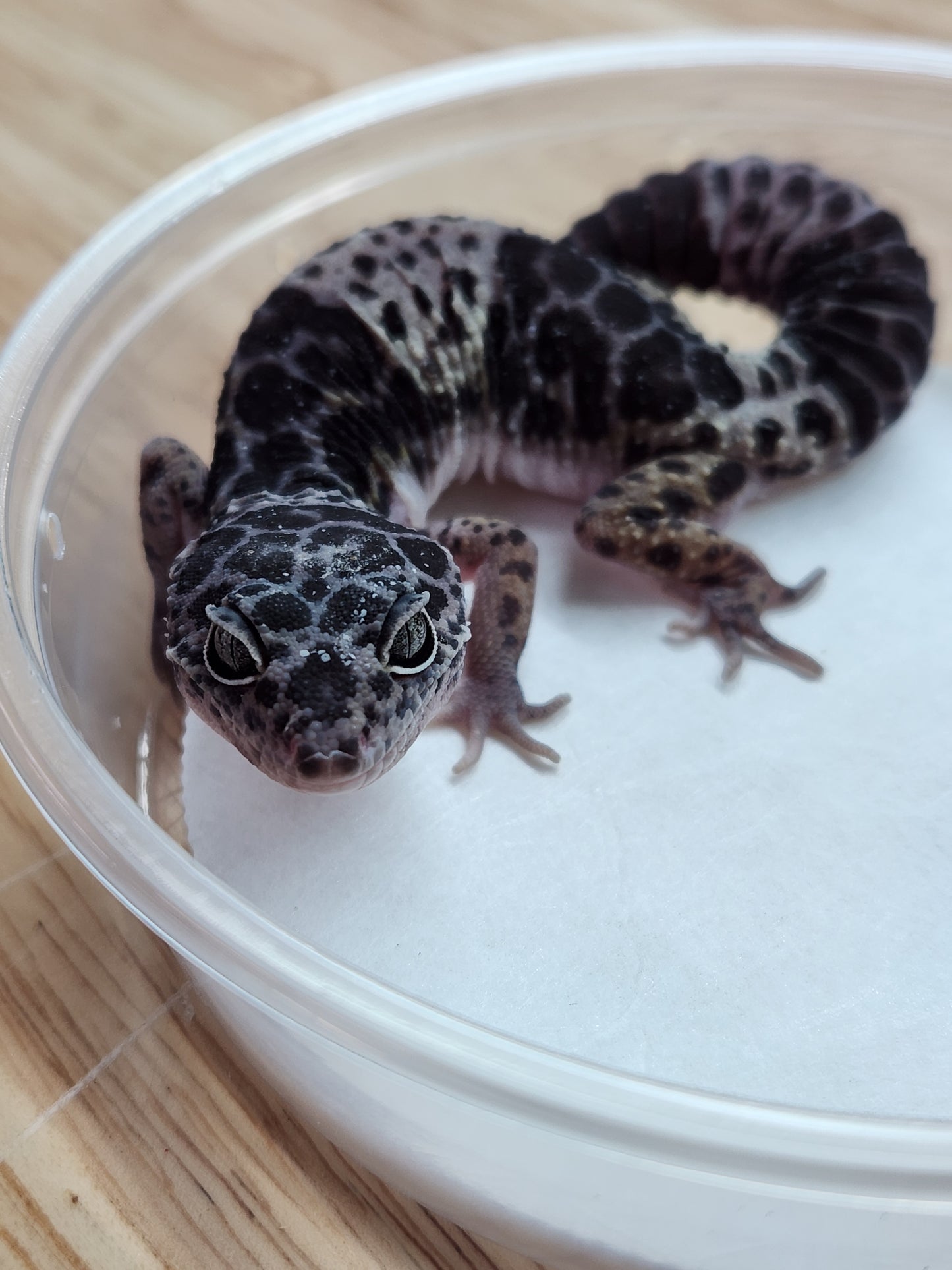 Other Geckos - West Indian Leopard Gecko - Female B