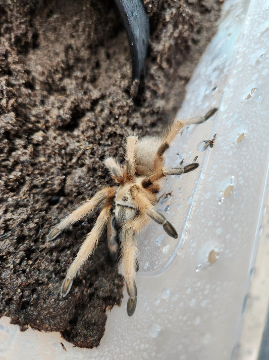 Tarantula - A. moderatum Rio Grande Gold Tarantula- Unsexed