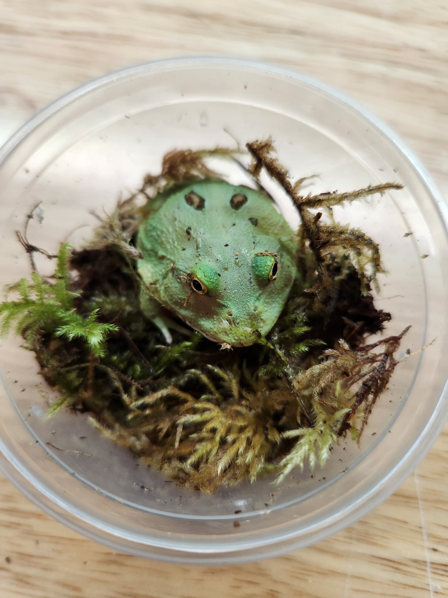 Amphibian - Pacman Frog - Two Spot Matcha - Unsexed