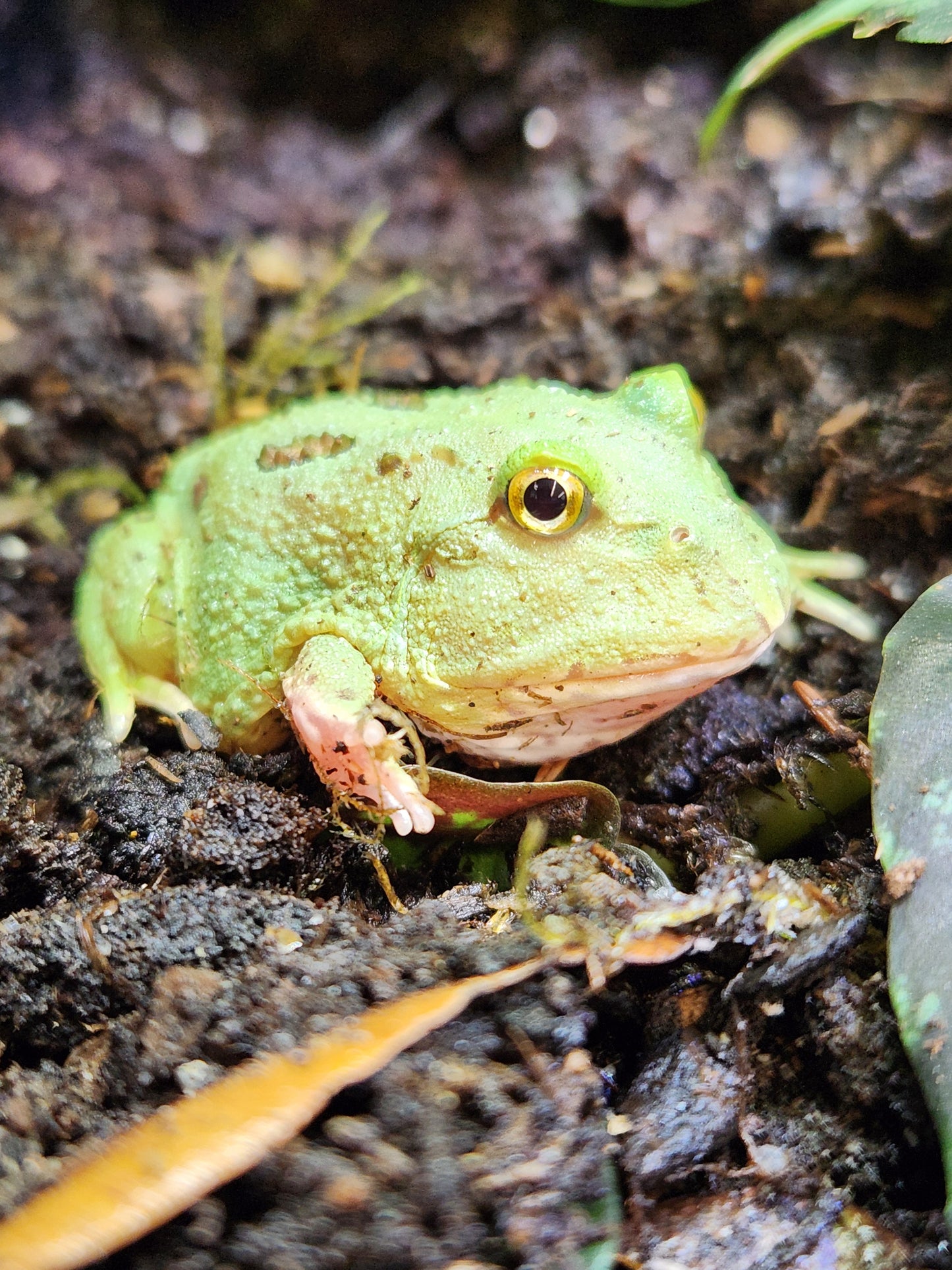 Amphibian - Pacman Frog - Two Spot Matcha - Unsexed