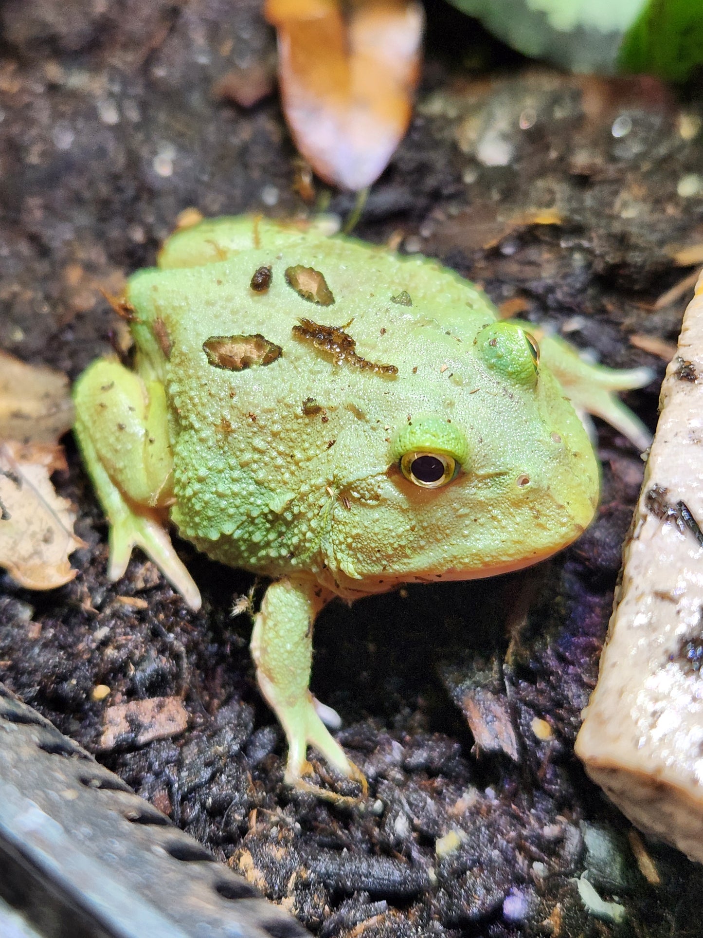 Amphibian - Pacman Frog - Two Spot Matcha - Unsexed