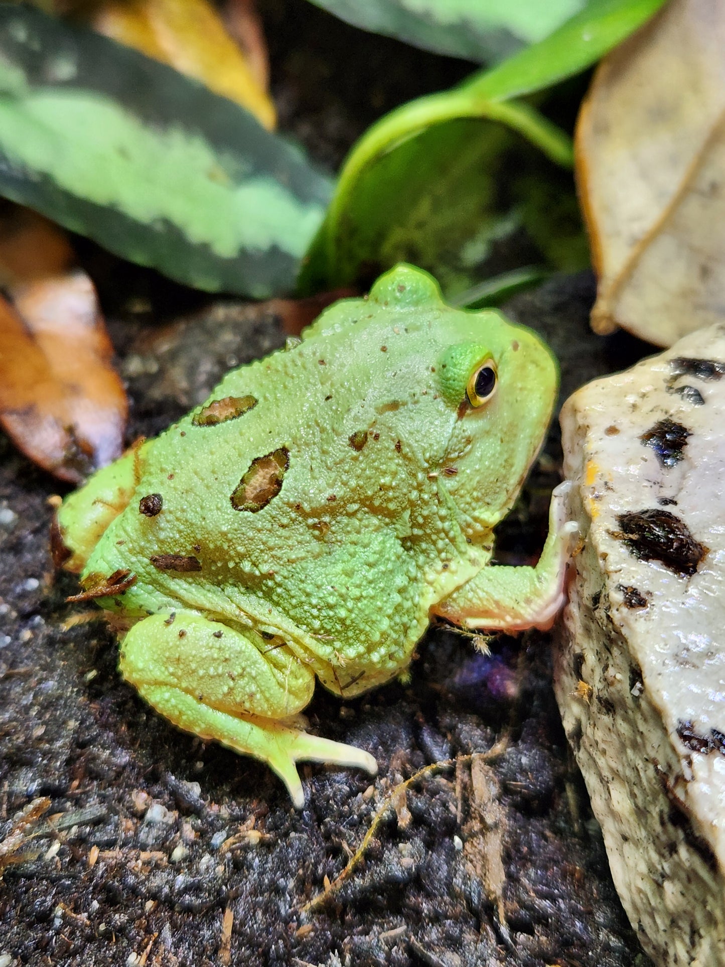Amphibian - Pacman Frog - Two Spot Matcha - Unsexed