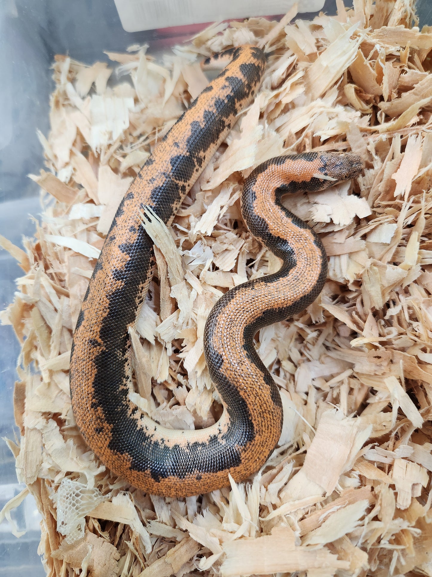 Snake - Kenyan Sand Boa - Normal Stripe - Unsexed