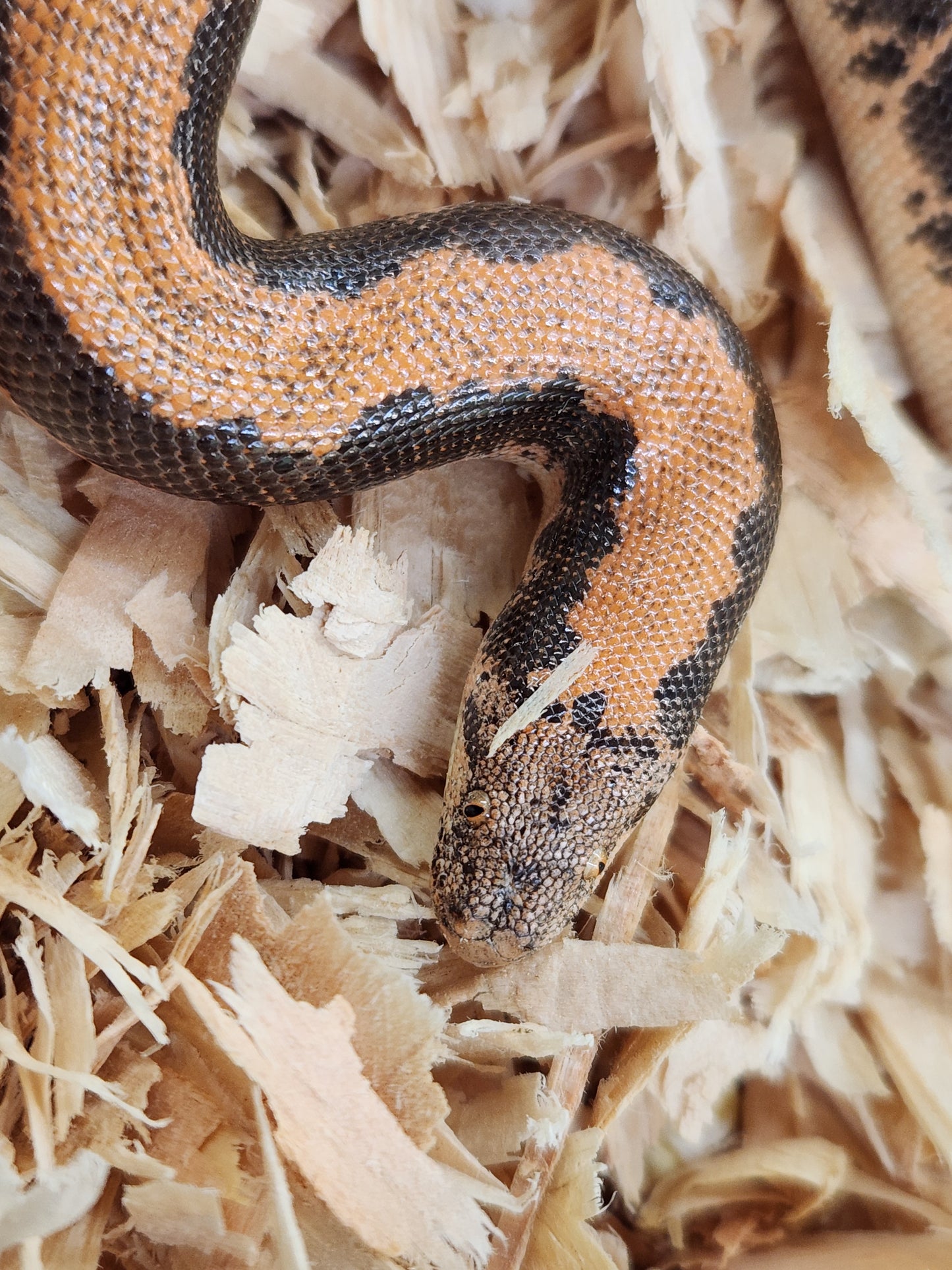 Snake - Kenyan Sand Boa - Normal Stripe - Unsexed