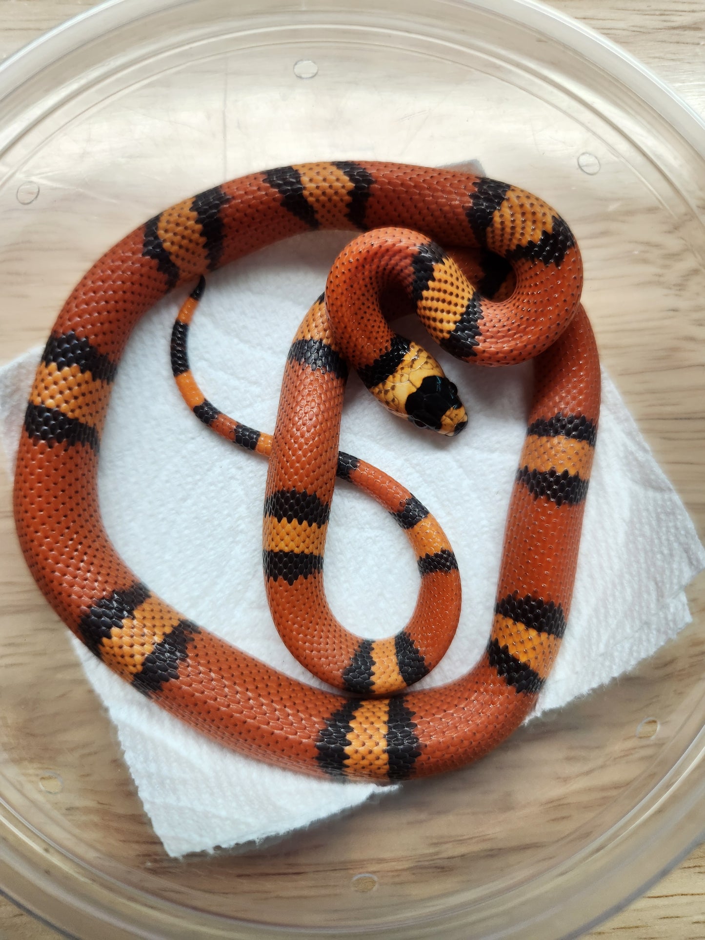 Snake - Honduran Milksnake - Hypo Tangerine - Unsexed