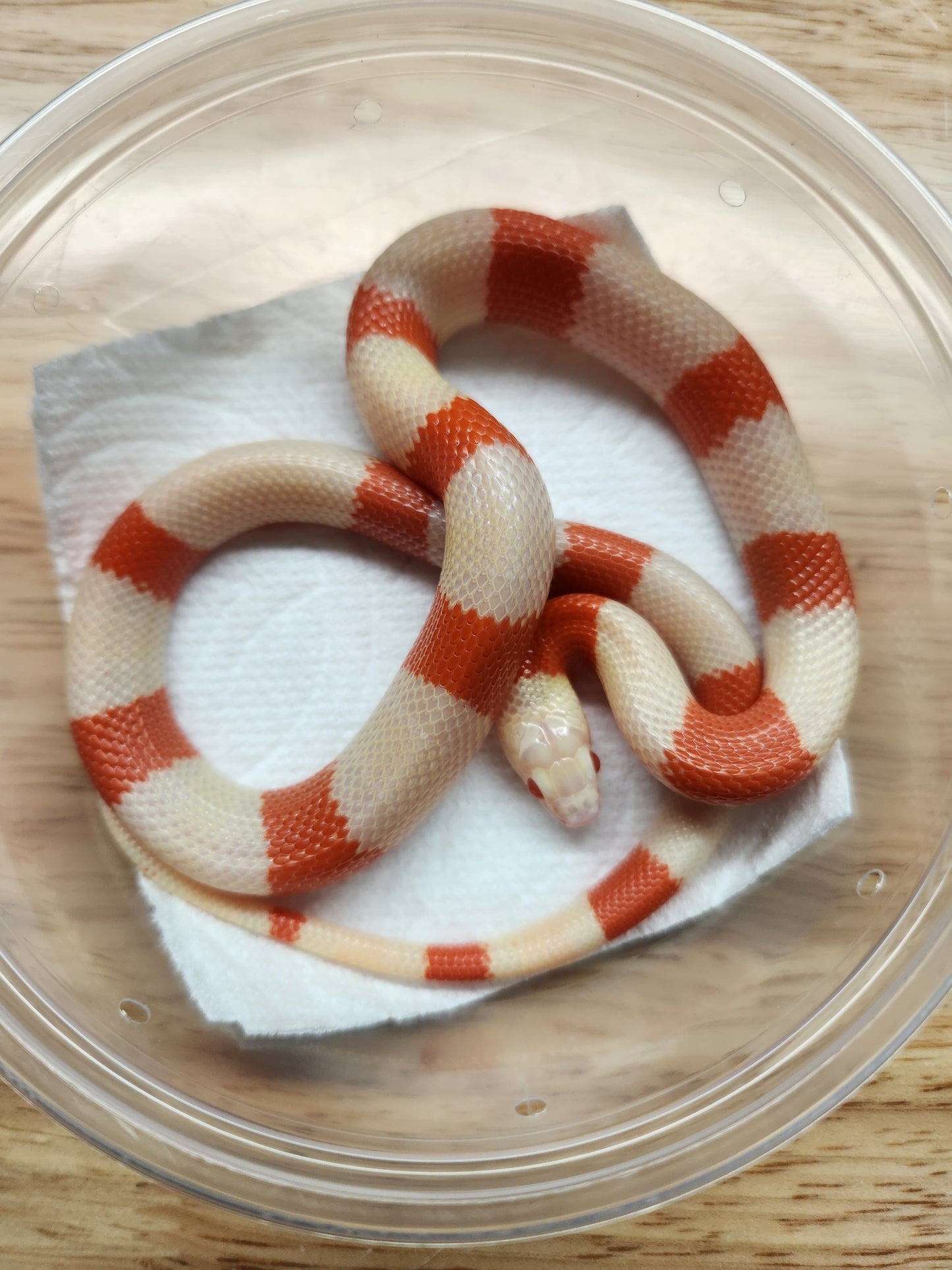 Snake - Honduran Milksnake - Albino Tangerine - Unsexed