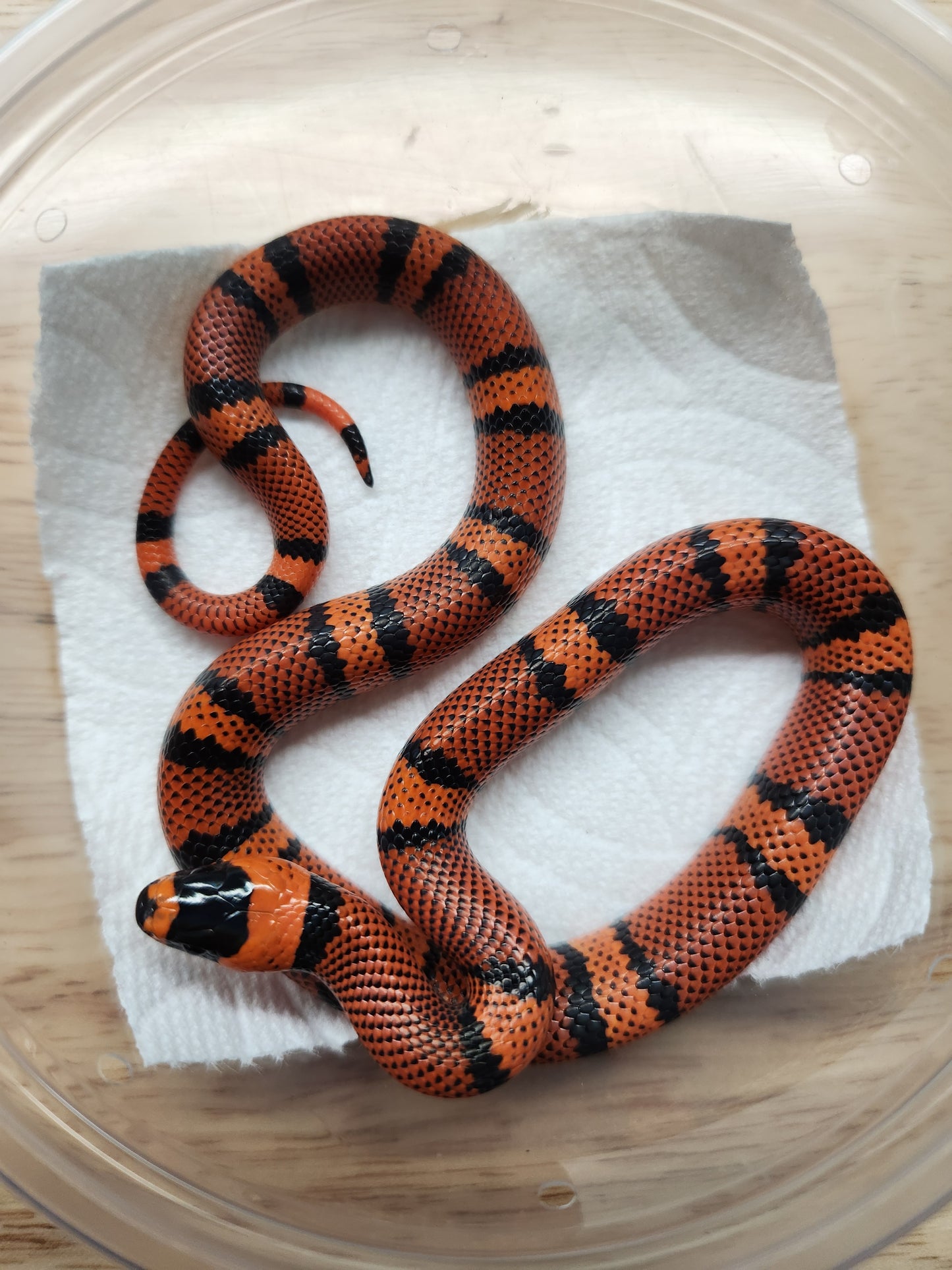 Snake - Honduran Milksnake - Tangerine - Unsexed