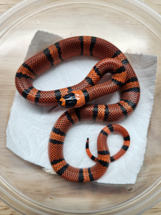 Snake - Honduran Milksnake - Tangerine - Unsexed