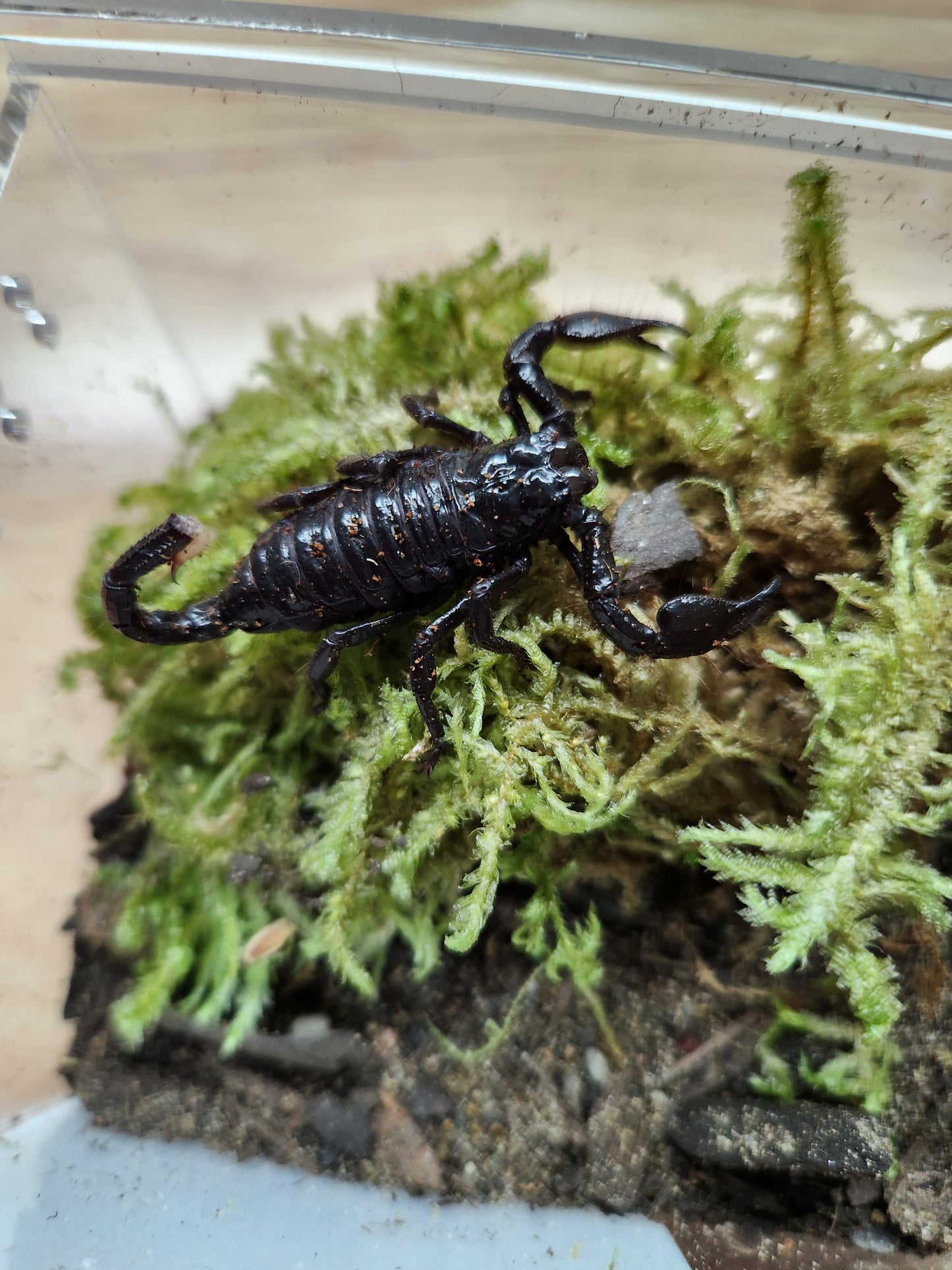 Invertebrate - Emperor Scorpion - Unsexed