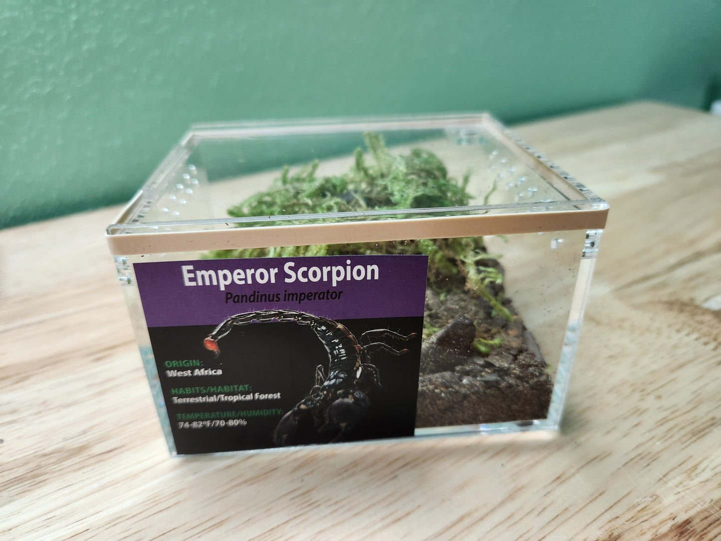 Invertebrate - Emperor Scorpion - Unsexed