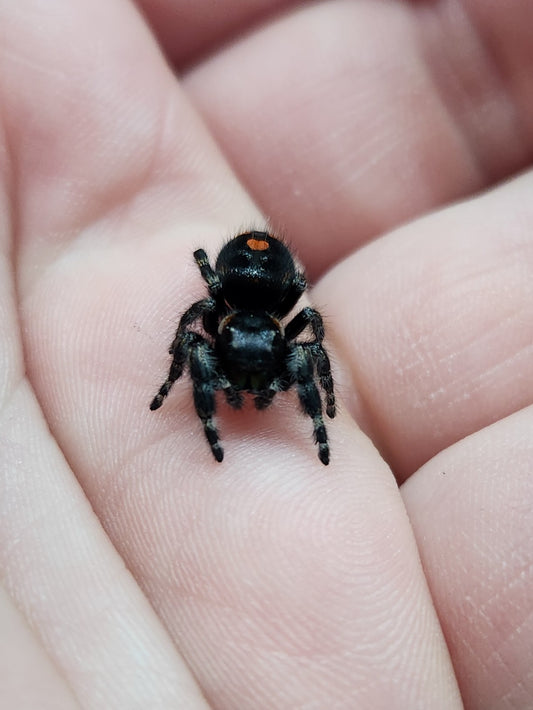 Invertebrate - Bold Jumping Spider - Phidippus audax - Unsexed
