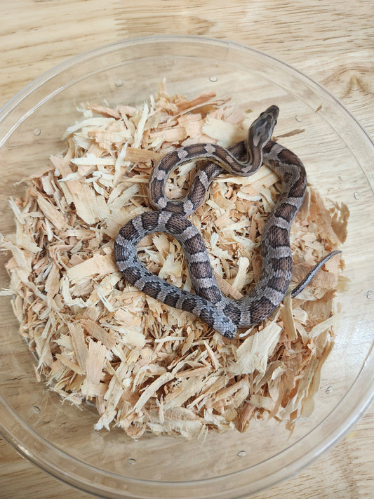 Snake - Corn Snake C - Anery Het Amel/Motley 50%PH/Charcoal/Hypo/Strawberry - Male