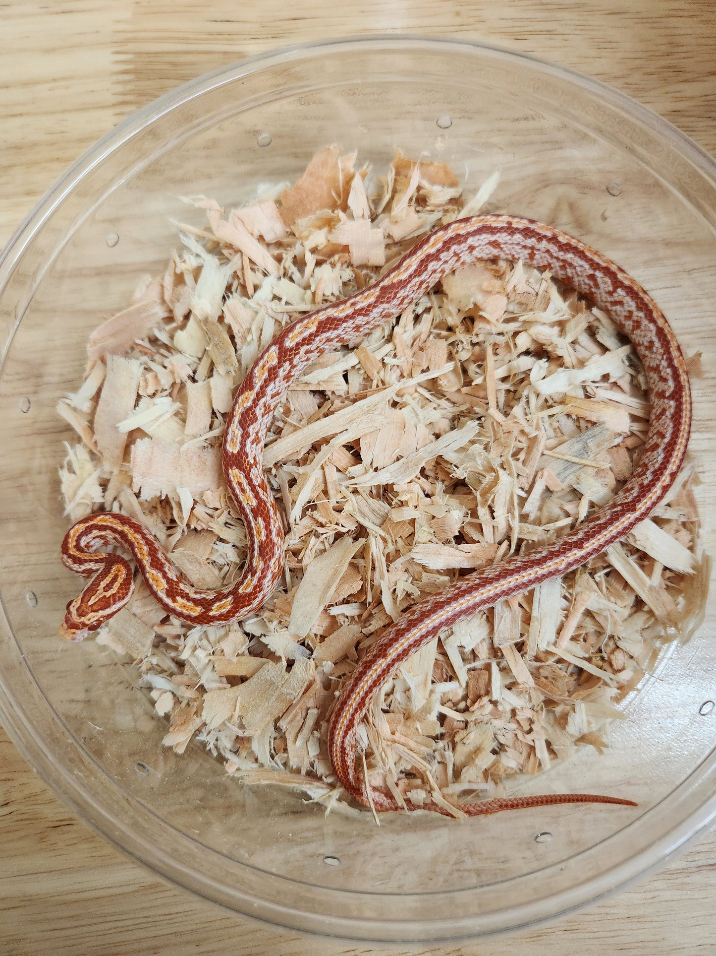 Snake - Corn Snake F - Amel Tessera Pos Cherry 50PH Cinder - Female