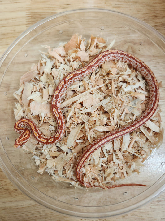 Snake - Corn Snake F - Amel Tessera Pos Cherry 50PH Cinder - Female