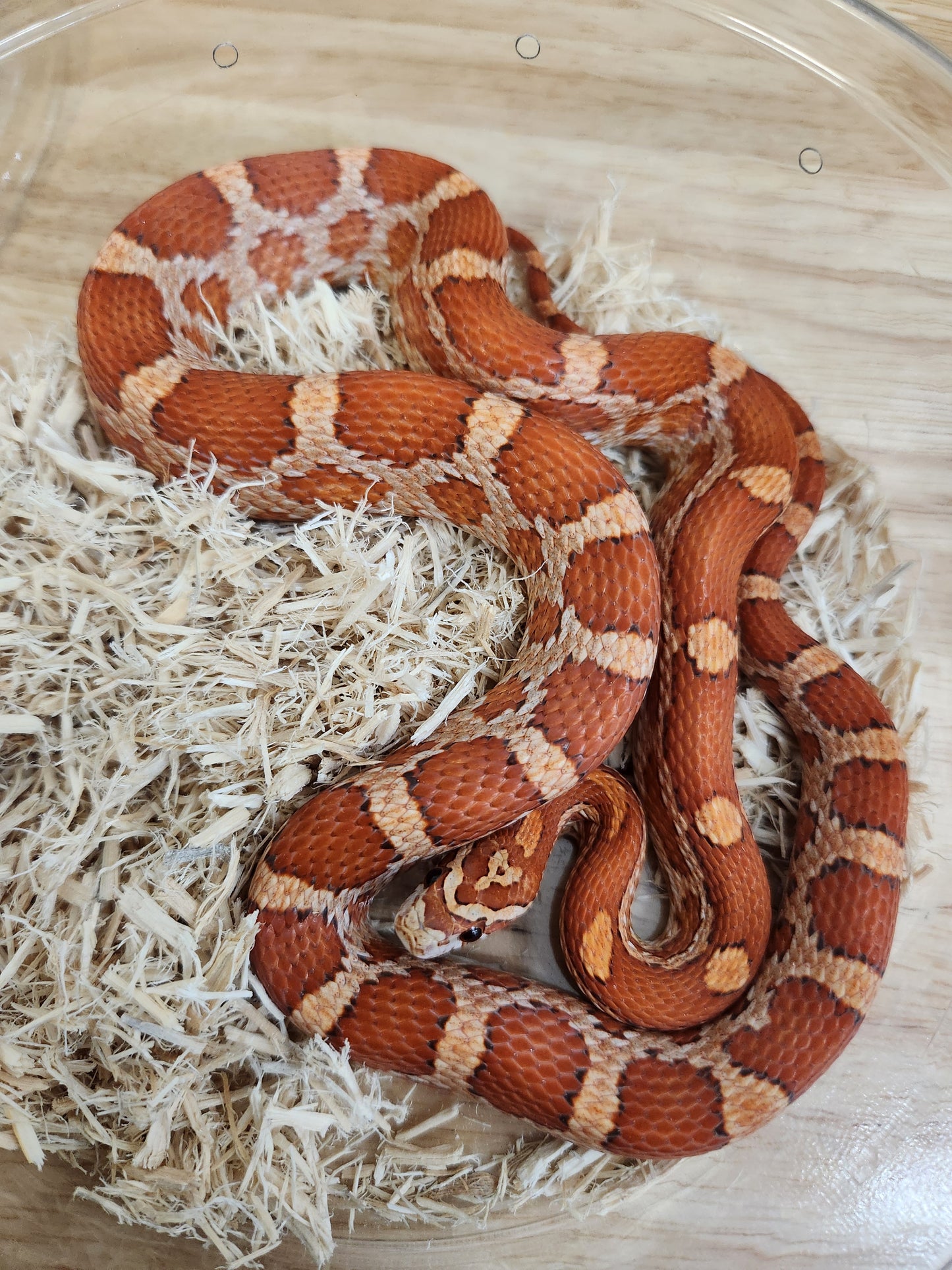 Snake - Corn Snake I - Hypo H/Microscale 66PH Amel/Sunkissed 50PH Diffused/Motley - Male