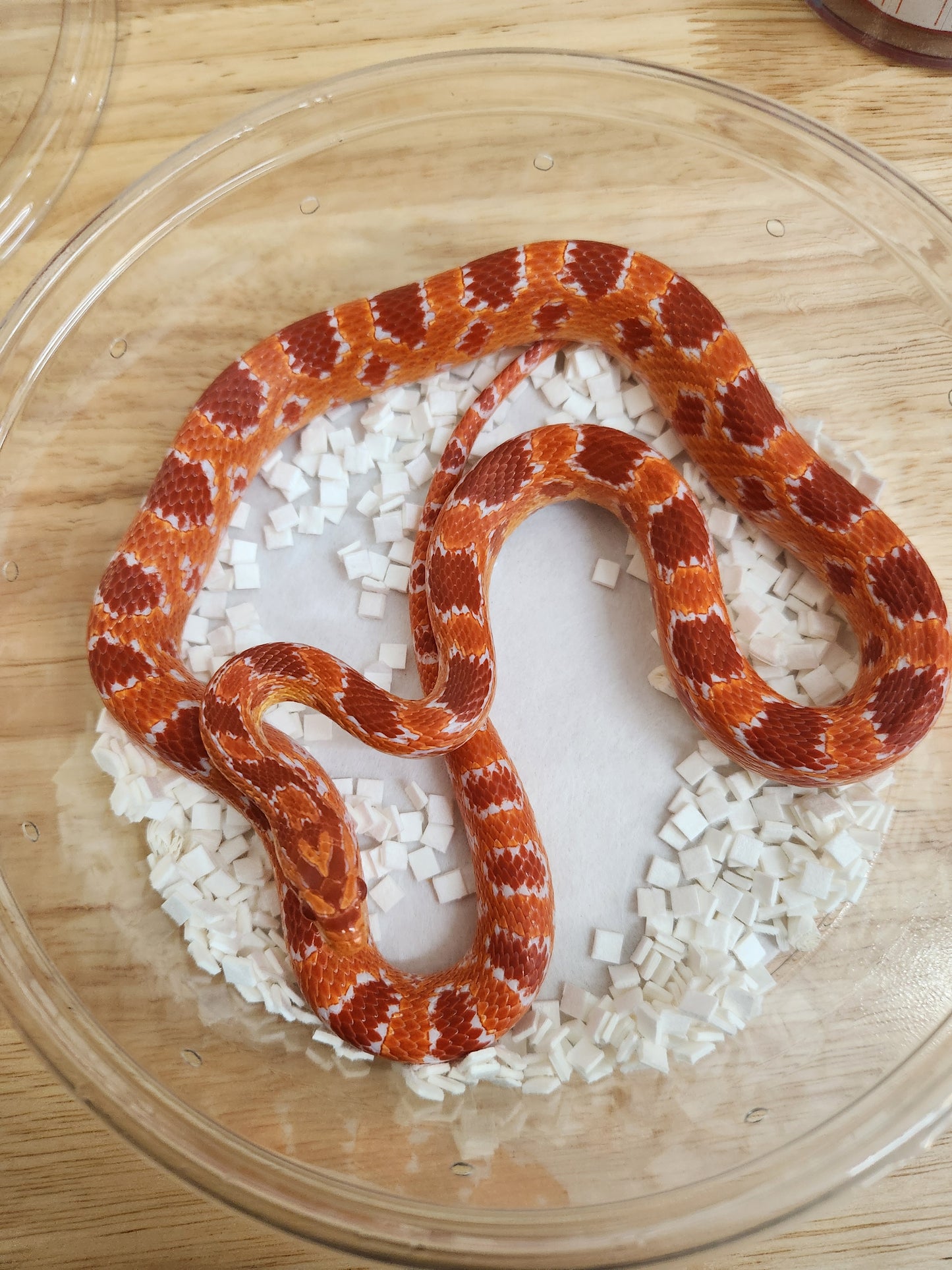 Snake - Corn Snake K - Fluorescent Red, Red Factor Amel PH Sunrise/Kastanie - Female