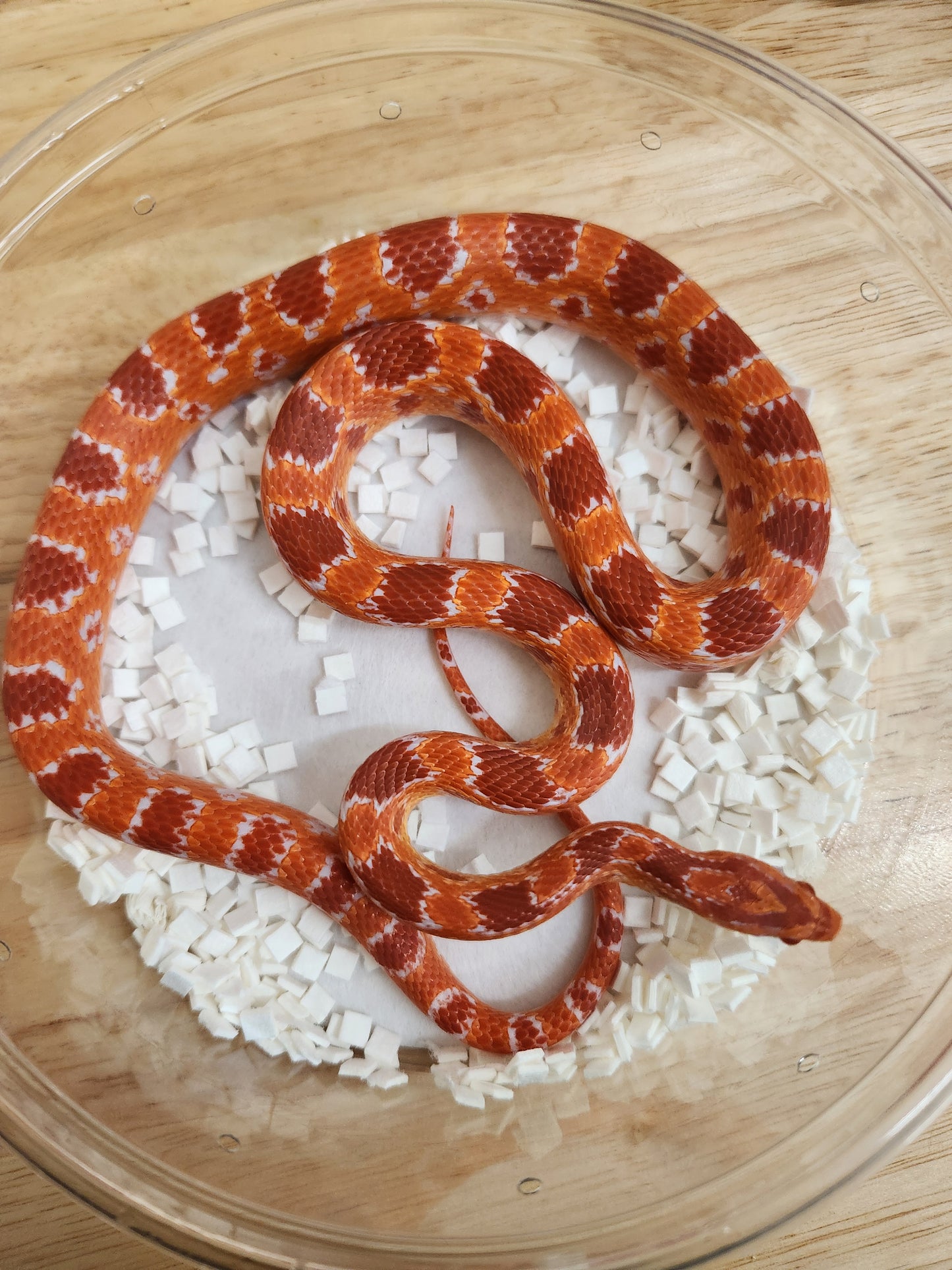 Snake - Corn Snake K - Fluorescent Red, Red Factor Amel PH Sunrise/Kastanie - Female