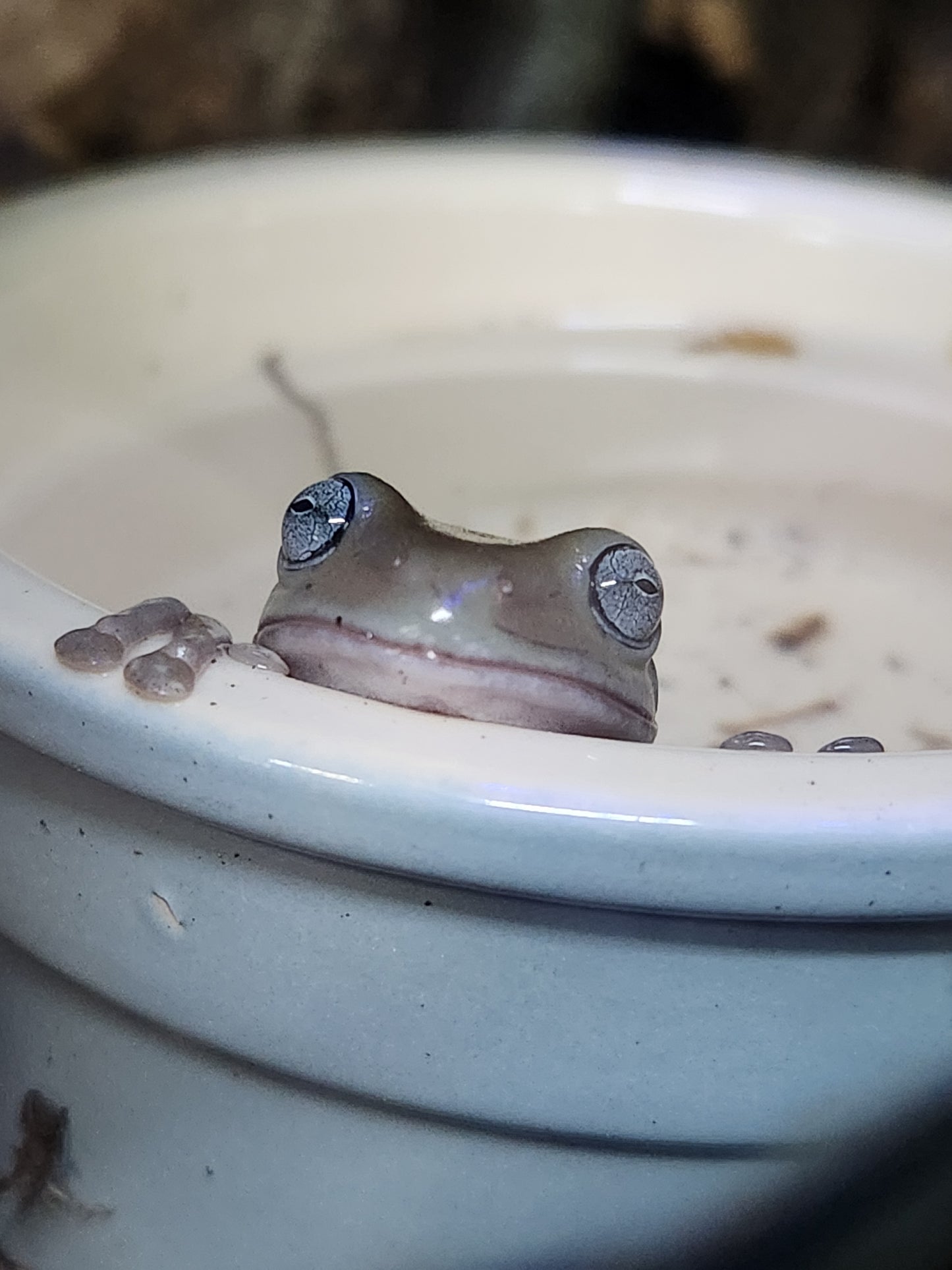 Amphibian - Whites Tree Frog - Blue Eye