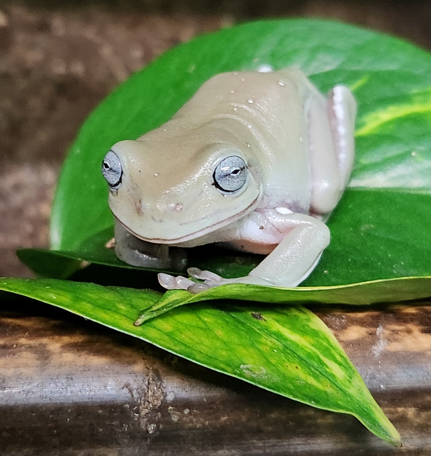 Amphibian - Whites Tree Frog - Blue Eye