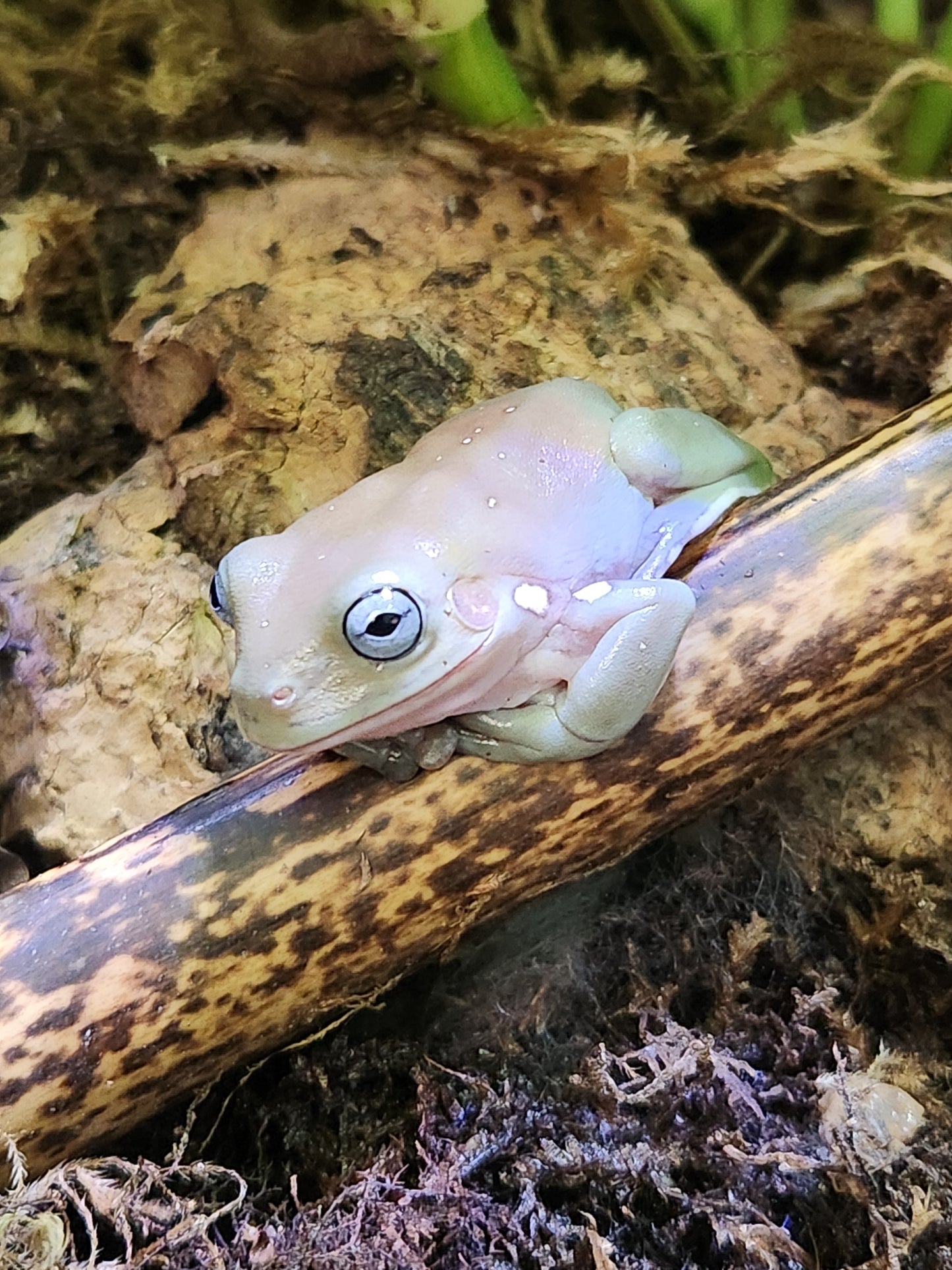 Amphibian - Whites Tree Frog - Blue Eye