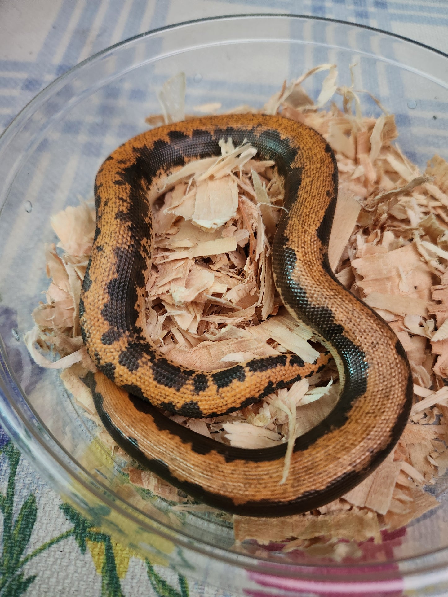 Snake - Kenyan Sand Boa - Normal Stripe - Unsexed