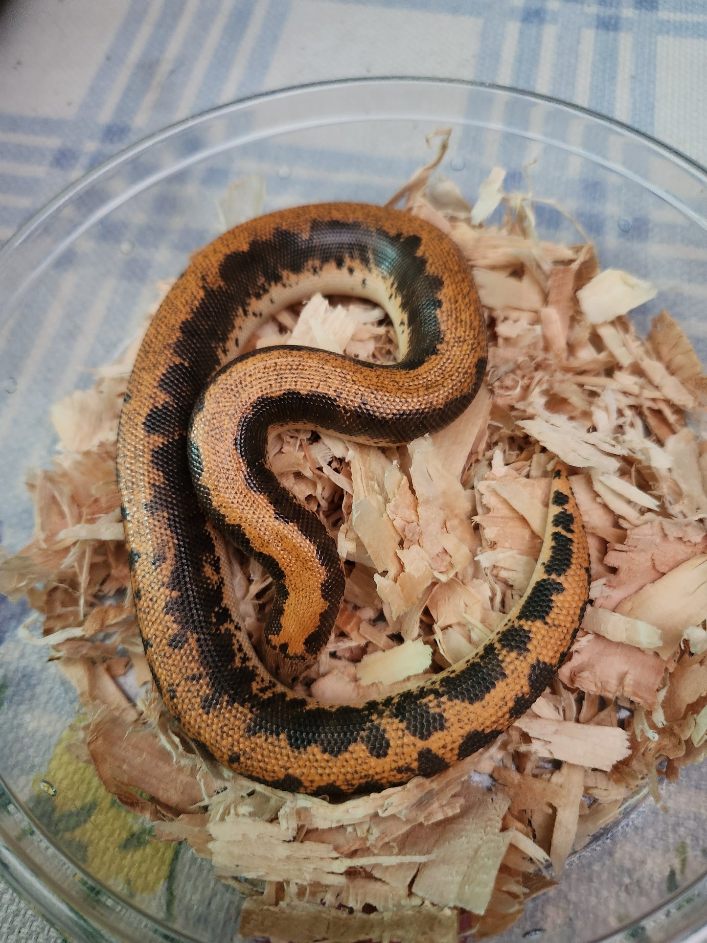 Snake - Kenyan Sand Boa - Normal Stripe - Unsexed