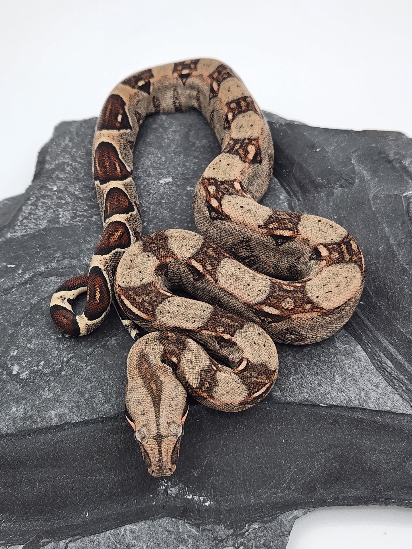 Snake - Columbian Red Tail Boa 3 - Male